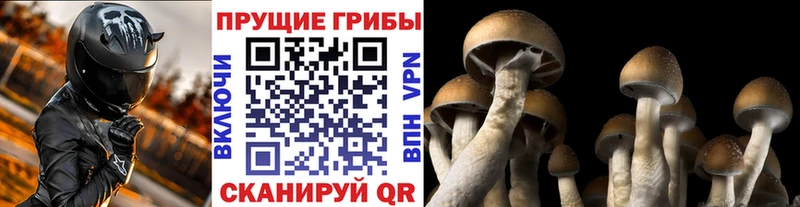 кракен рабочий сайт  закладки  Грязи  Галлюциногенные грибы Magic Shrooms 
